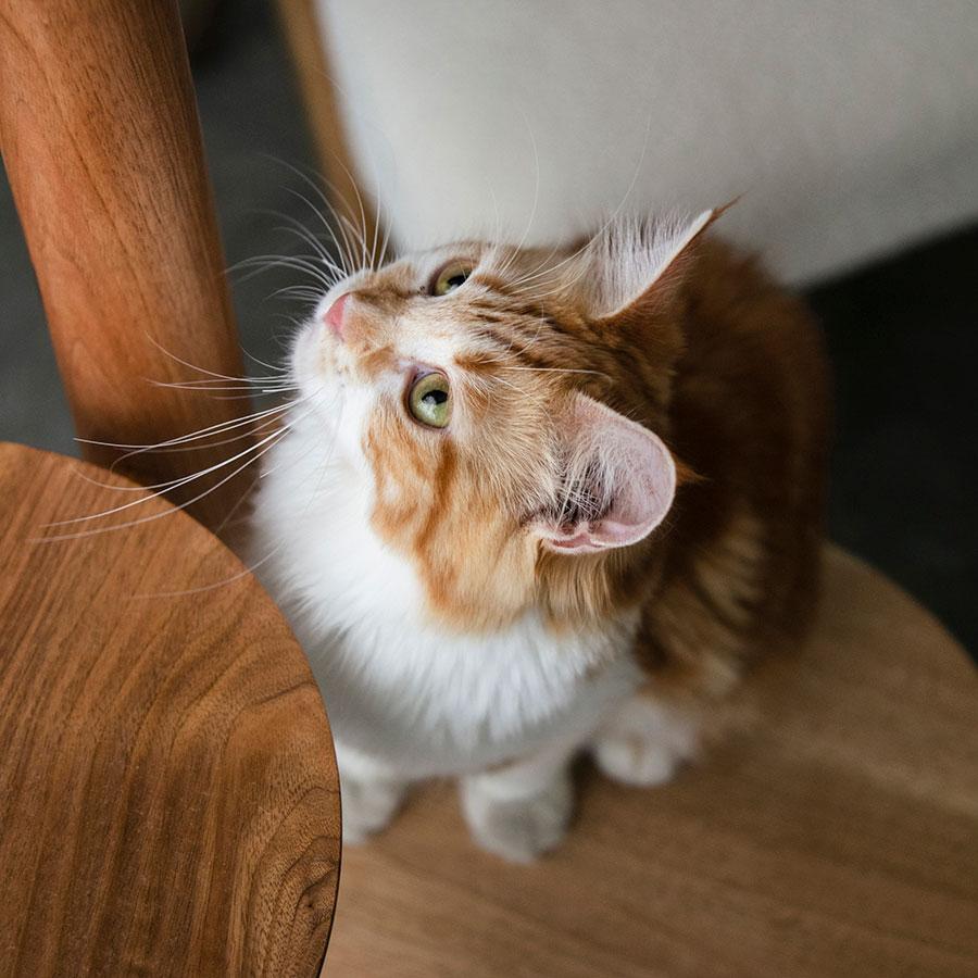 &CAT | KINOBORI cat tower｜【公式】ACTUS online｜家具