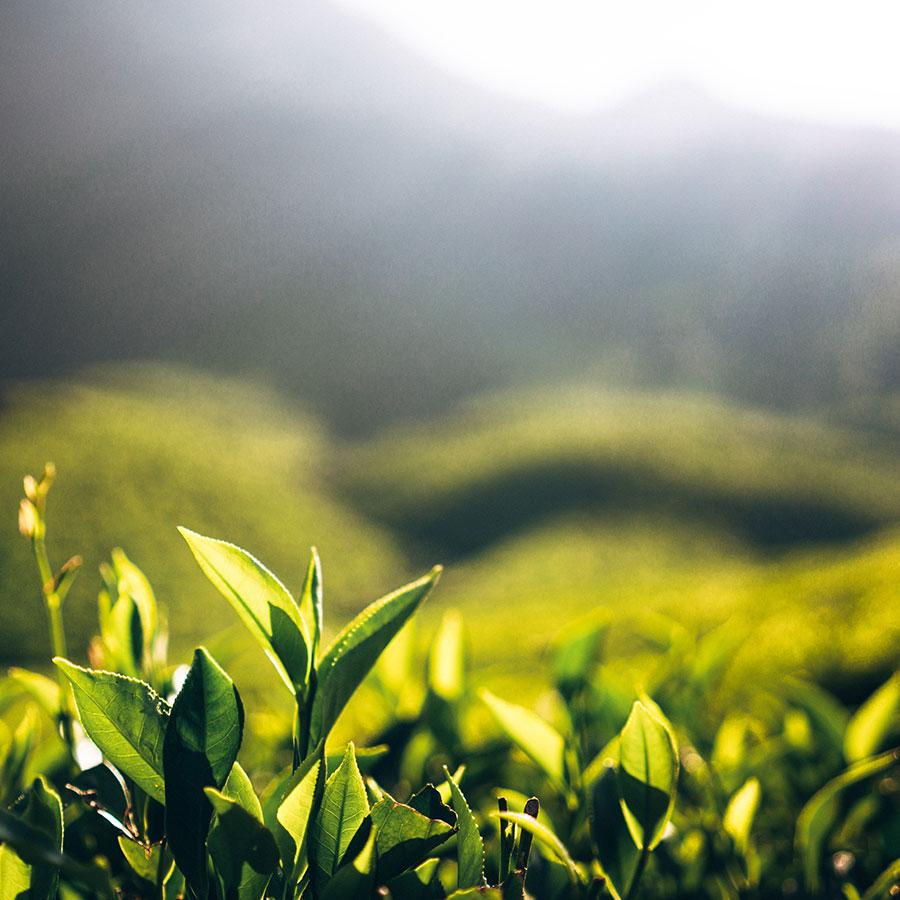 CULTI | THE 2500ml ディフューザー STILE｜【公式】ACTUS online