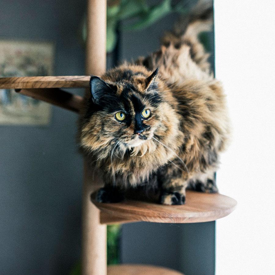 &CAT | KINOBORI cat tower｜【公式】ACTUS online｜家具