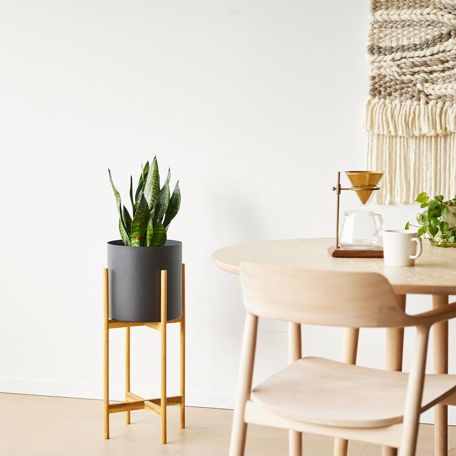 NODERIUM | サンスベリアゼラニカ Mサイズ｜【公式】ACTUS online