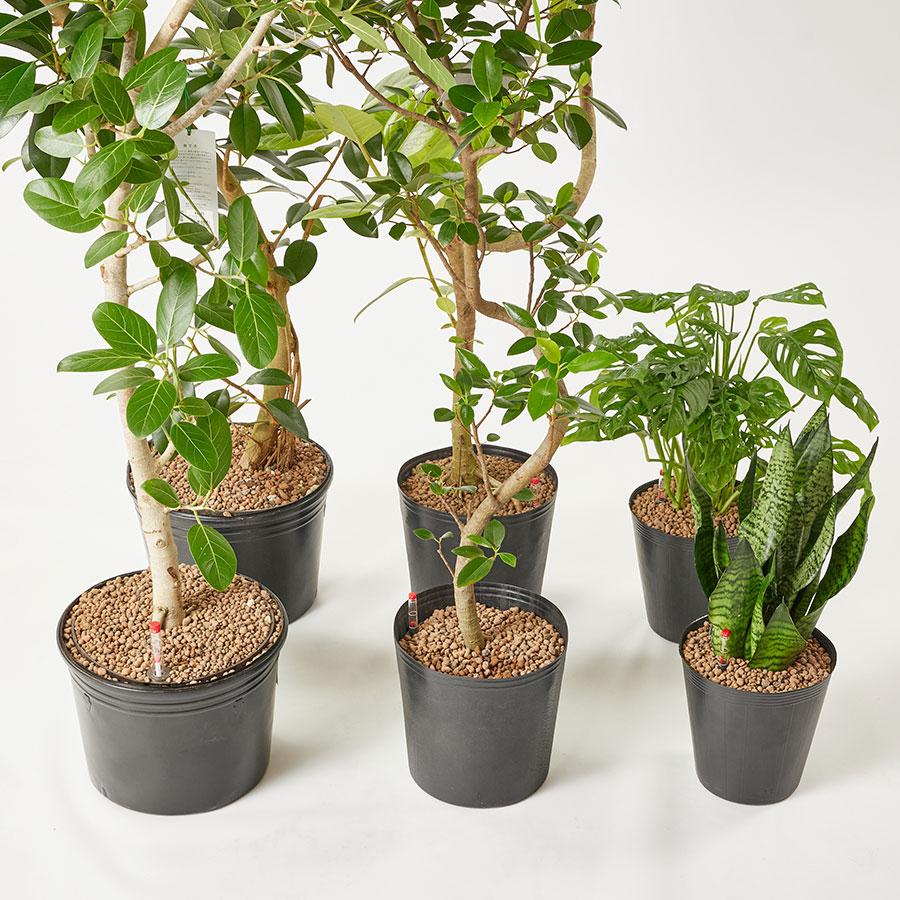 NODERIUM | フィカスアルテシマ Lサイズ｜【公式】ACTUS online｜家具