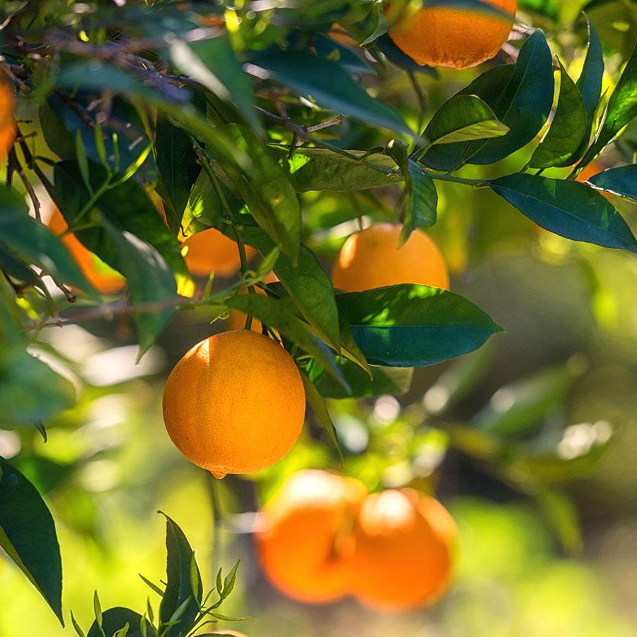 数量限定＞CULTI | ARAMARA 1000ml ディフューザー STILE / COLORS