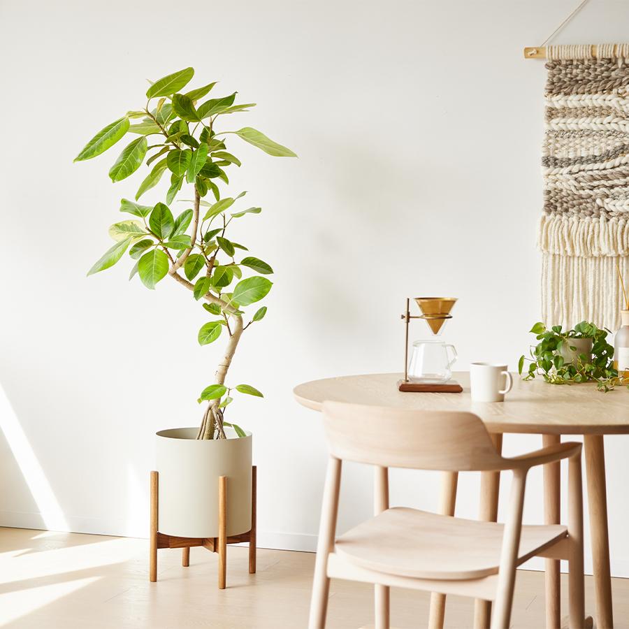 NODERIUM | フィカスアルテシマ Lサイズ｜【公式】ACTUS online｜家具