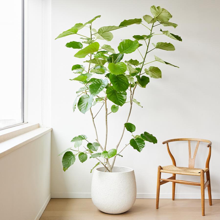 stem | プランターカバー F1807 LLサイズ （直径46cm） ホワイト