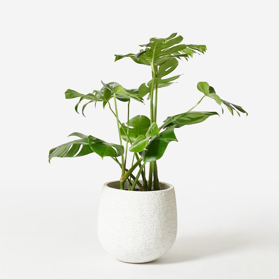 stem | プランターカバー F1806 Lサイズ （直径36cm） ホワイト