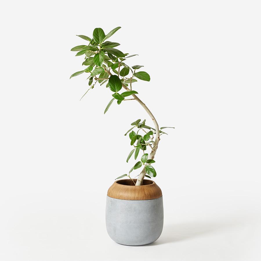 NODERIUM | プランターカバー 蓋付き（直径36cm）グレー｜【公式