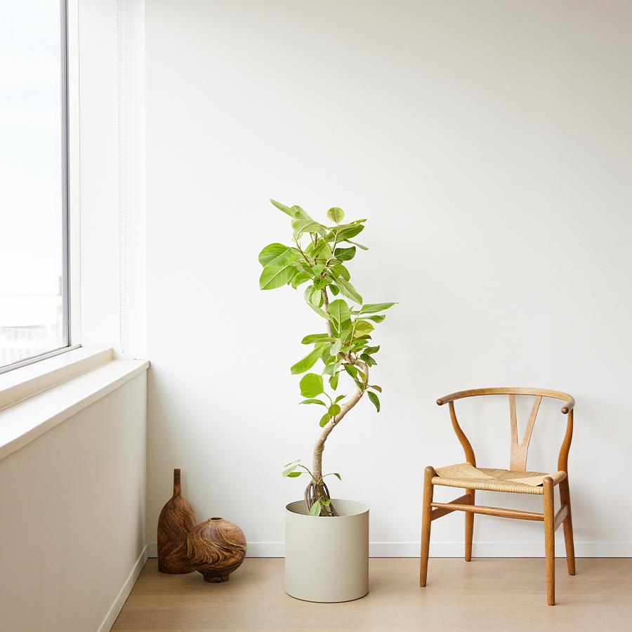 NODERIUM | フィカスアルテシマ Lサイズ｜【公式】ACTUS online｜家具