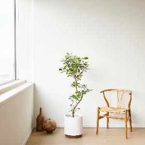 フランスゴム（サンプル） NODERIUM | フランスゴム Lサイズ｜【公式】ACTUS online｜家具