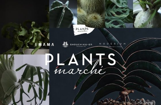 世界の珍しい植物と出会えるプランツマルシェ