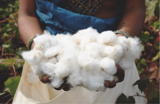 The COTTON【COTTON IN CONVERSION】