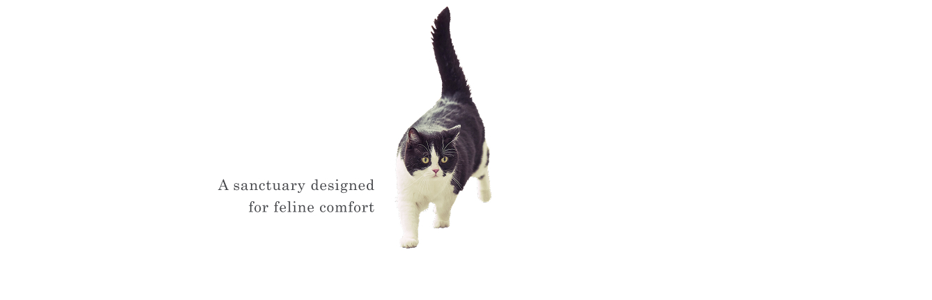 A sanctuary designed for feline comfort