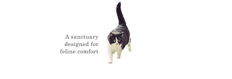 A sanctuary designed for feline comfort