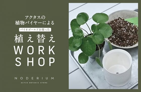 植物バイヤーによる植え替えワークショップ開催！　WORKSHOP / ワークショップ