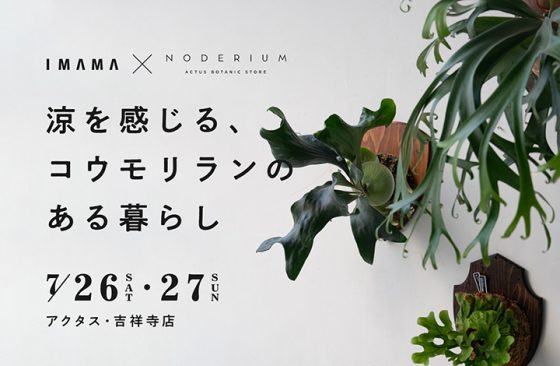 〈終了〉凉を感じる、コウモリランのある暮らし　POP UP STORE / ショップイベント