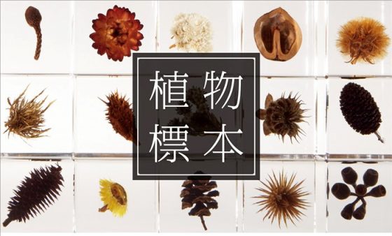 Sola cube （ソラキューブ）POP UP STORE / ショップイベント