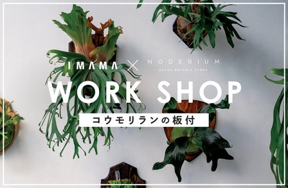 コウモリランの板付けワークショップ開催！　WORKSHOP / ワークショップ